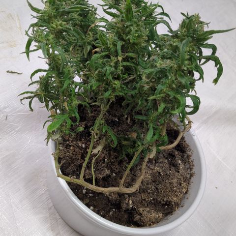 #31.10 Katzengras growlog timeline photo