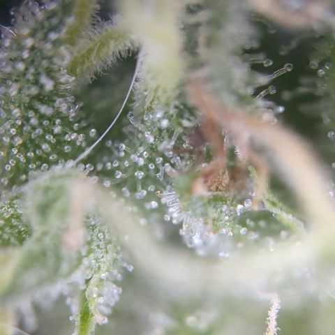 #31.10 Katzengras growlog timeline photo