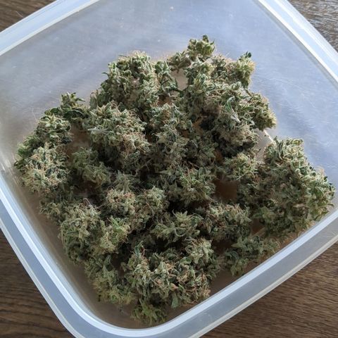#31.3 White Widow growlog timeline photo