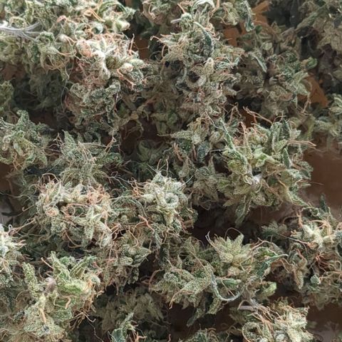 #31.3 White Widow growlog timeline photo