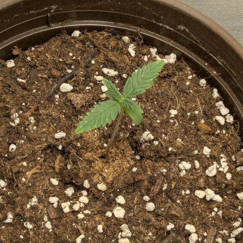 #59 Caramellow Kush Auto growlog timeline photo