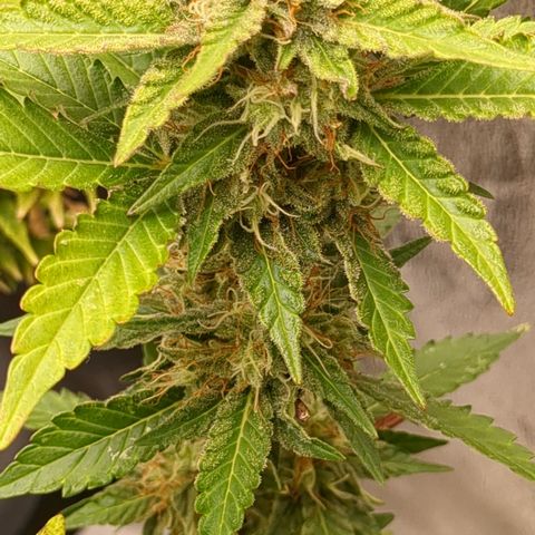 #52 Purple Haze growlog timeline photo