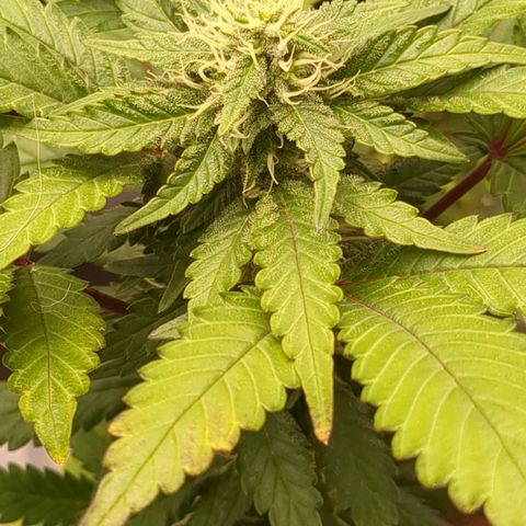 #55 Purple Haze growlog timeline photo