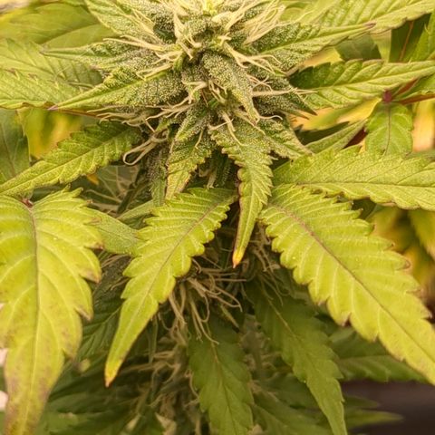 #54 Purple Haze growlog timeline photo