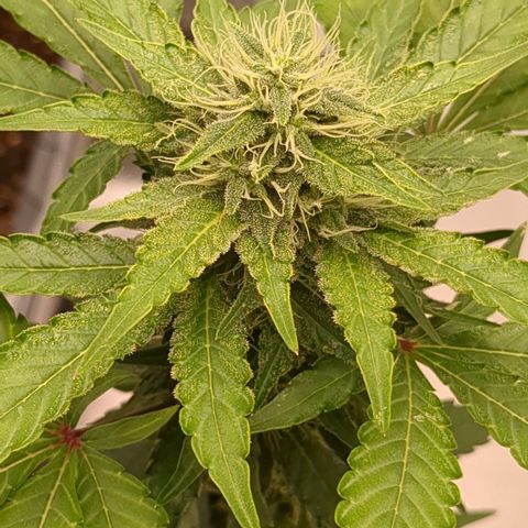 #56 Purple Haze growlog timeline photo
