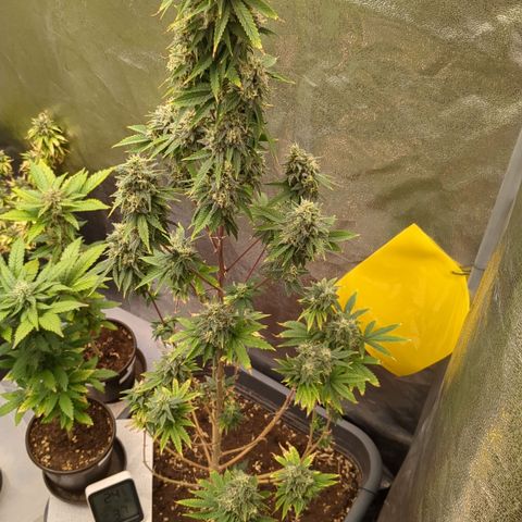 #48 AK47 growlog timeline photo