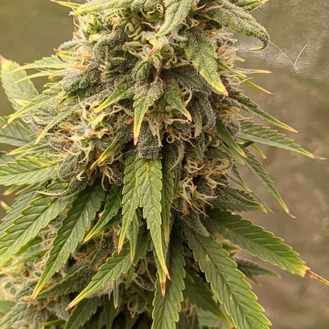 #48 AK47 growlog timeline photo