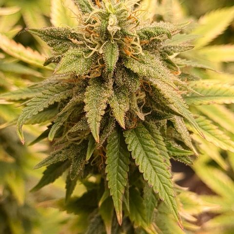 #49 AK47 growlog timeline photo