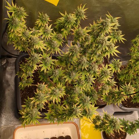 #49 AK47 growlog timeline photo