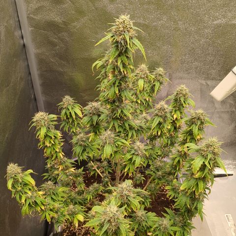#50 AK47 growlog timeline photo