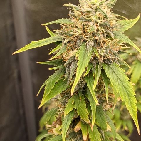 #50 AK47 growlog timeline photo