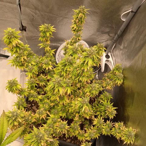 #51 AK47 growlog timeline photo