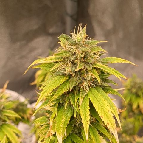 #51 AK47 growlog timeline photo