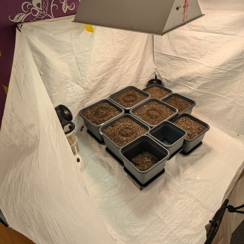 #61 White Skunk growlog timeline photo