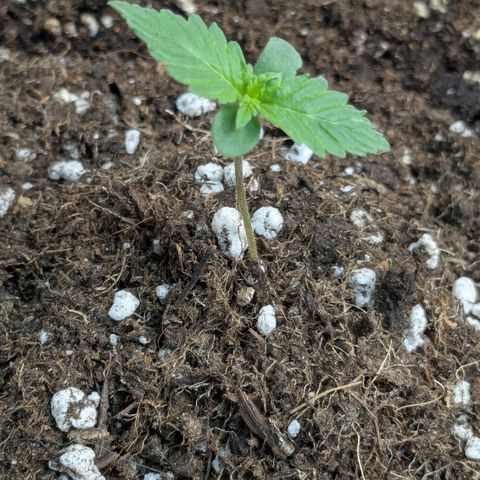 #62 Hindu Kush growlog timeline photo
