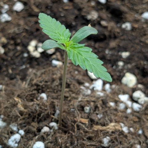 #61 White Skunk growlog timeline photo