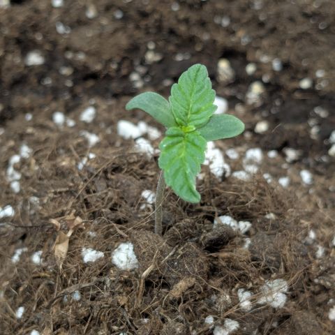 #58 Pineapple Automatic growlog timeline photo