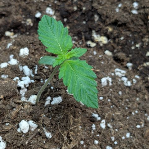 #63 Purple Bud growlog timeline photo