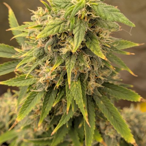 #48 AK47 growlog timeline photo