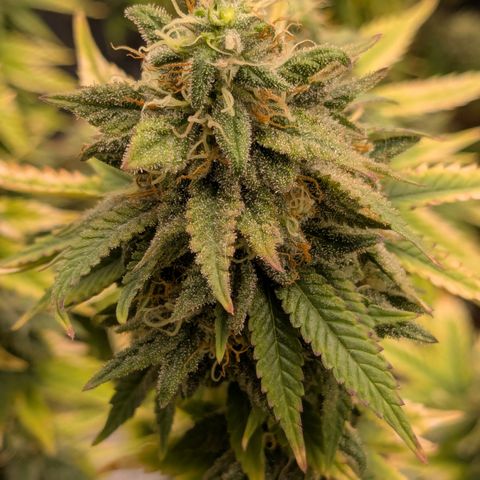 #49 AK47 growlog timeline photo