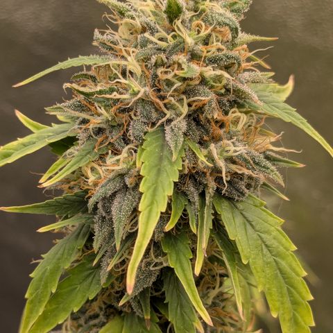 #50 AK47 growlog timeline photo