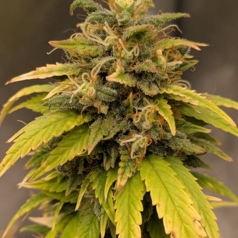 #51 AK47 growlog timeline photo
