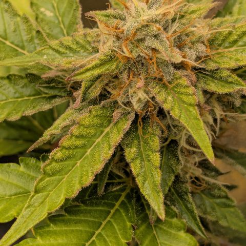 #52 Purple Haze growlog timeline photo