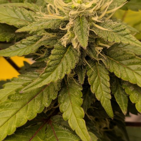 #55 Purple Haze growlog timeline photo