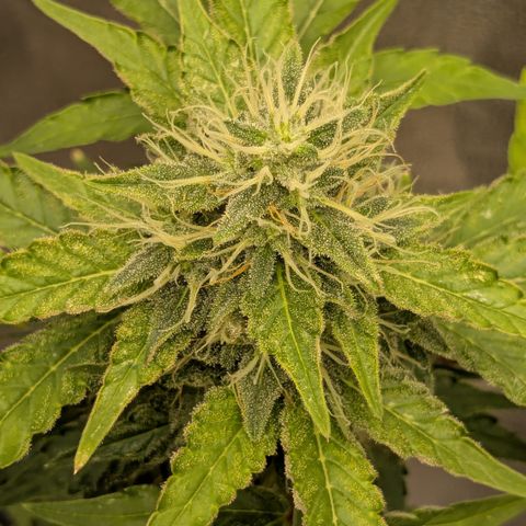 #56 Purple Haze growlog timeline photo