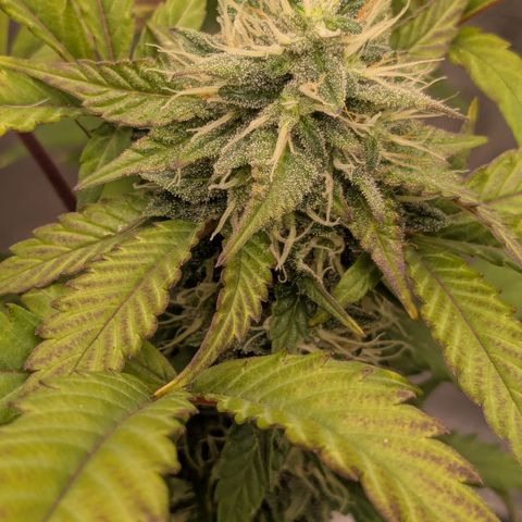 #54 Purple Haze growlog timeline photo