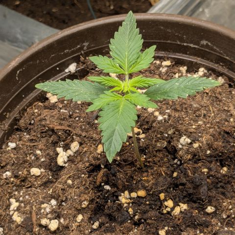 #59 Caramellow Kush Auto growlog timeline photo