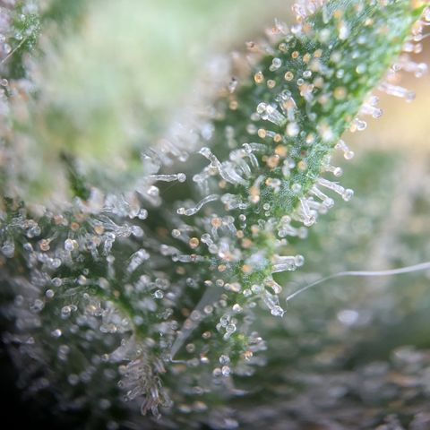 #49 AK47 growlog timeline photo