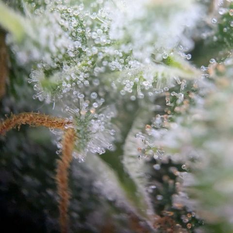 #49 AK47 growlog timeline photo