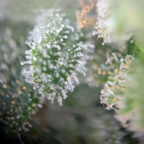 #49 AK47 growlog timeline photo