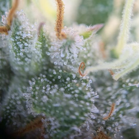 #49 AK47 growlog timeline photo