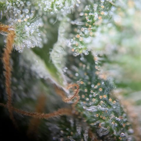 #49 AK47 growlog timeline photo