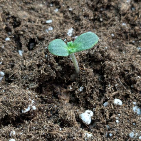 #67 Sensi Amnesia XXL growlog timeline photo