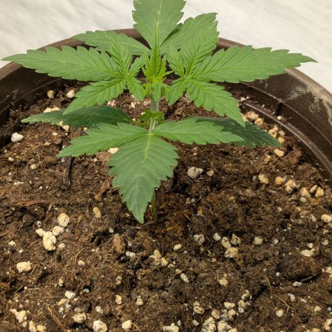 #59 Caramellow Kush Auto growlog timeline photo