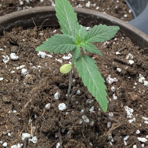 #57 Sticky Orange XXL growlog timeline photo