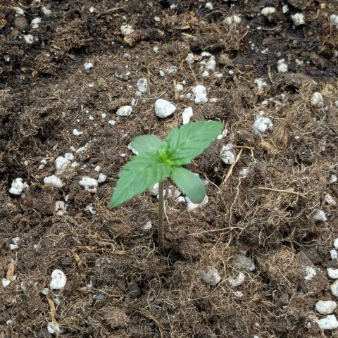 #68 Blueberry Zkittlez growlog timeline photo