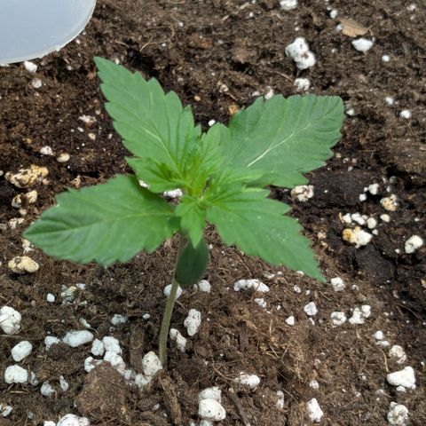 #63 Purple Bud growlog timeline photo