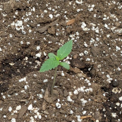 #66 Northern Lights growlog timeline photo