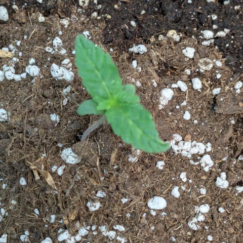 #58 Pineapple Automatic growlog timeline photo
