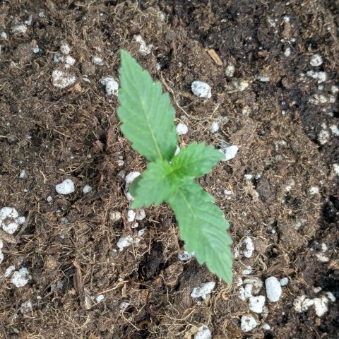 #62 Hindu Kush growlog timeline photo