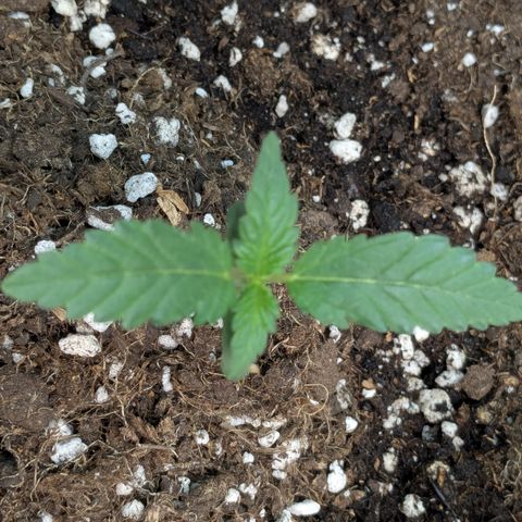 #61 White Skunk growlog timeline photo