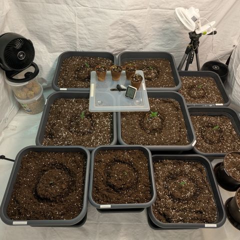 #57 Sticky Orange XXL growlog timeline photo