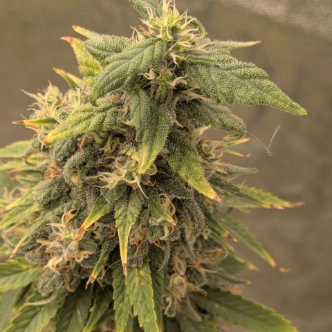 #48 AK47 growlog timeline photo