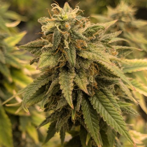 #49 AK47 growlog timeline photo