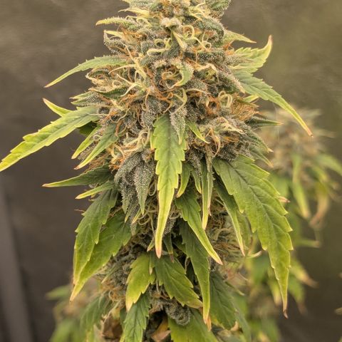 #50 AK47 growlog timeline photo