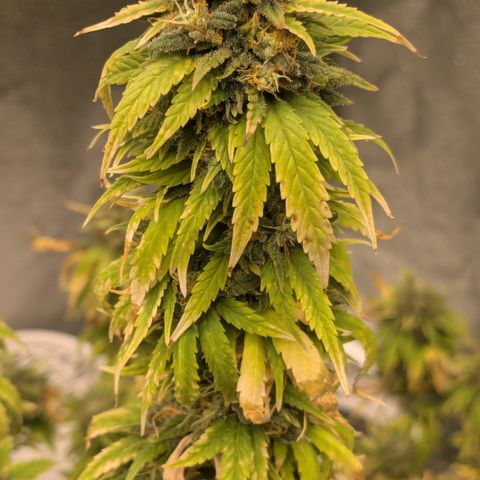 #51 AK47 growlog timeline photo